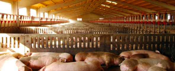 Interior granja